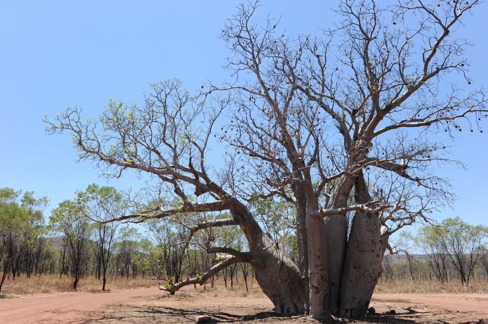 Emma Gorge Resort At El Questro Durack エクステリア 写真